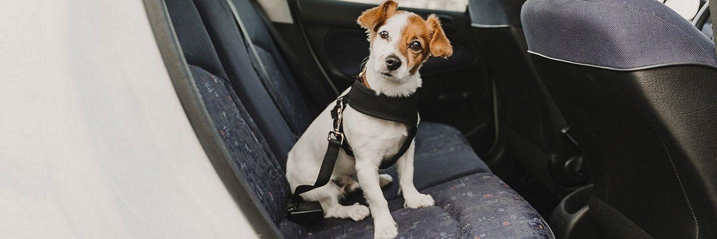 Hond bang in auto? Deze tips helpen! - Onlinedierenwereld