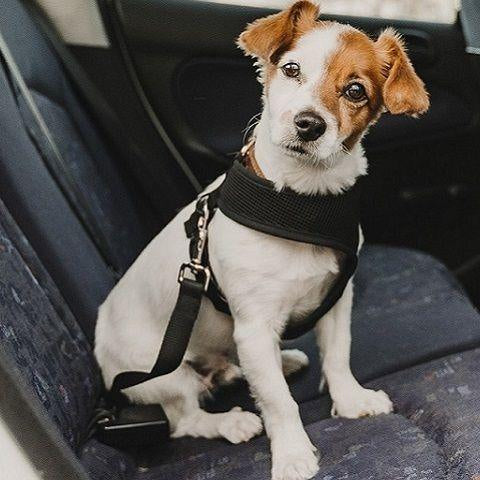 Hond bang in auto? Deze tips helpen! - Onlinedierenwereld