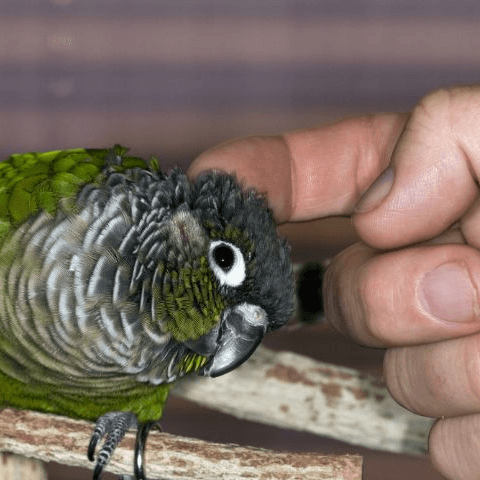Zelf lekkernij voor vogels verzamelen: (on)kruid en insecten - Onlinedierenwereld