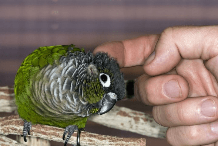 Zelf lekkernij voor vogels verzamelen: (on)kruid en insecten - Onlinedierenwereld