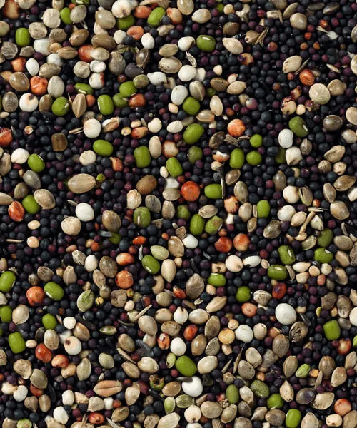 Kiemzaad Kanarie (1 kg) - Onlinedierenwereld