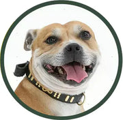 Yourdog Staffordshire Bull Terriër (ras specifieke voeding) - Onlinedierenwereld