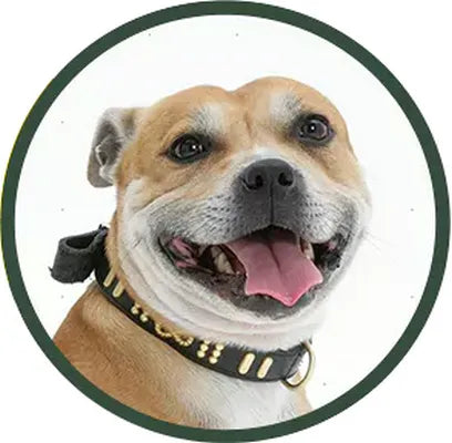 Yourdog Staffordshire Bull Terriër (ras specifieke voeding) - Onlinedierenwereld