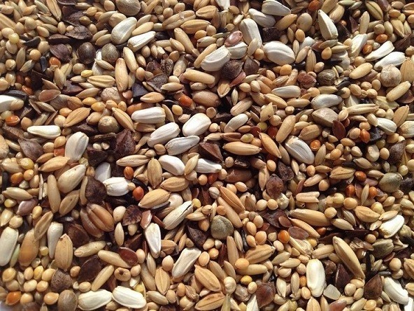 Slaats Parkietenzaad ES de Koning