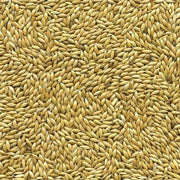 Witzaad / Kanariezaad - Onlinedierenwereld