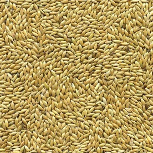 Witzaad / Kanariezaad - Onlinedierenwereld