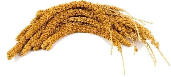 Chinese Trosgierst Geel (1 kg) - Onlinedierenwereld
