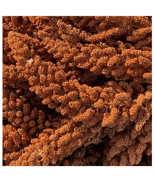 Franse Trosgierst Rood (doos 25 kg) - Onlinedierenwereld