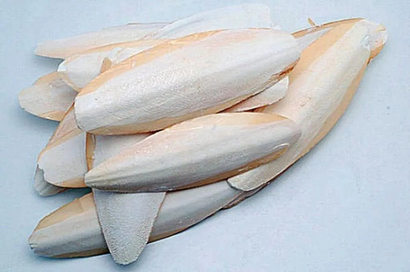Sepia 1 kg (15 -18 cm) - Onlinedierenwereld