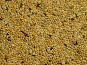 Slaats Tropischzaad Speciaal (APV) - Onlinedierenwereld