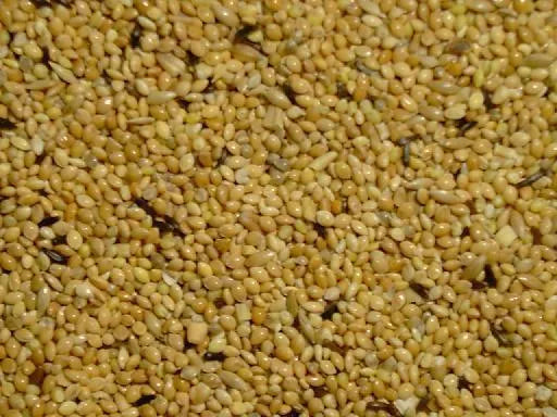 Slaats Tropischzaad Speciaal (APV) - Onlinedierenwereld