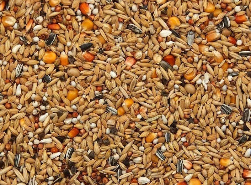 Vanrobaeys (Nr.16) Winter/Rust - Onlinedierenwereld