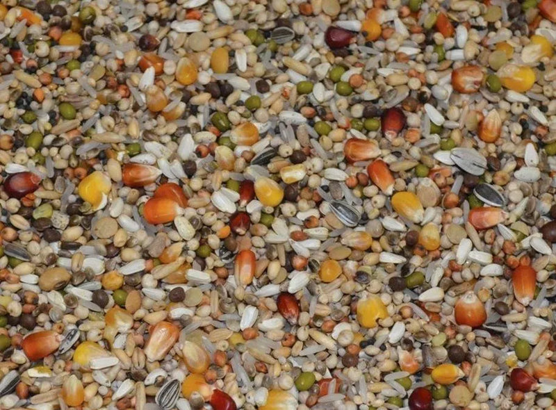 Vanrobaeys (Nr. 184) Premium Power Dynamik - Onlinedierenwereld