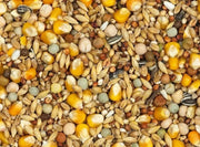 Vanrobaeys (Nr.22) Rui Standaard - Onlinedierenwereld