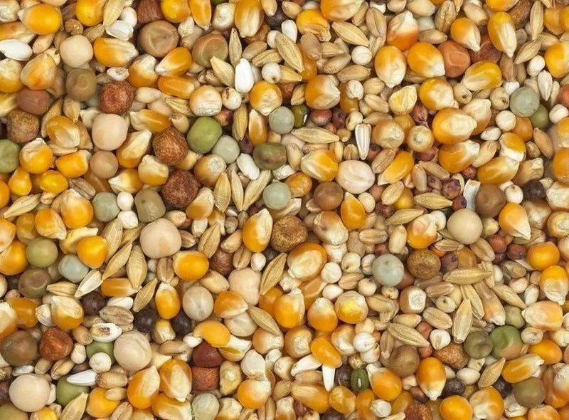 Vanrobaeys (Nr. 23) Jonge Duiven - Onlinedierenwereld