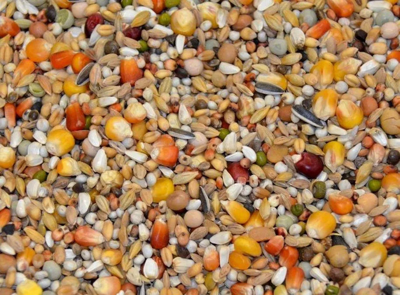 Vanrobaeys (Nr. 37) Junior vlucht exclusief - Onlinedierenwereld