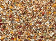 Vanrobaeys (Nr. 38) Kweek Exclusief - Onlinedierenwereld