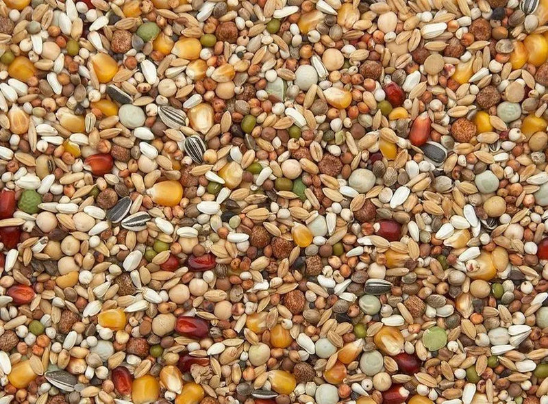 Vanrobaeys (Nr. 38) Kweek Exclusief - Onlinedierenwereld