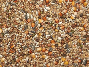 Vanrobaeys (Nr.42) Rui Exclusief - Onlinedierenwereld