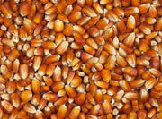 Vanrobaeys (Nr. 76) Rode Franse maïs - Onlinedierenwereld