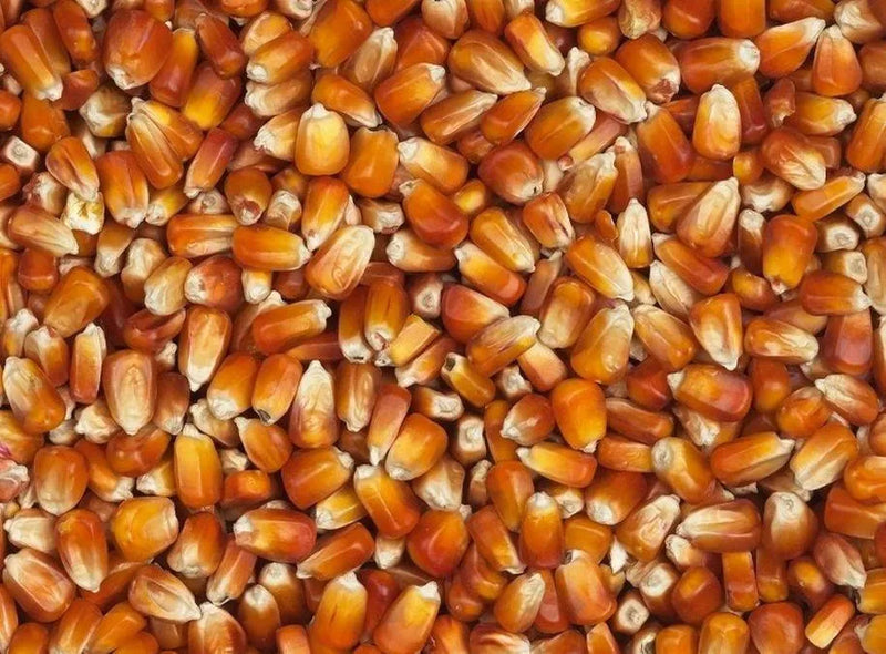 Vanrobaeys (Nr. 76) Rode Franse maïs - Onlinedierenwereld