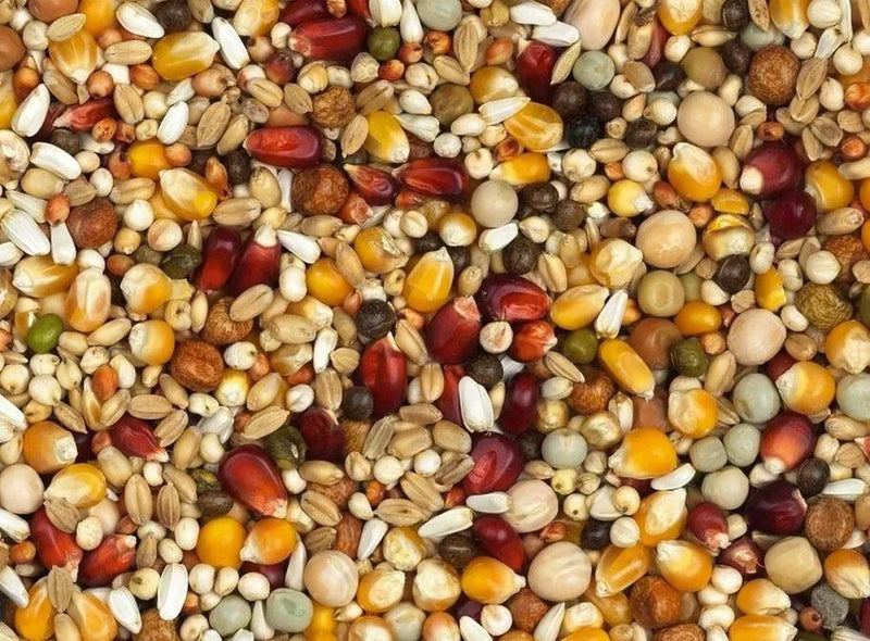 Vanrobaeys (Nr. 8) Super Vlucht Bordeaux - Onlinedierenwereld