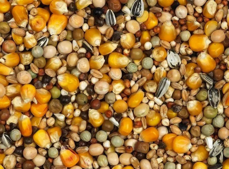 VanrobaeysKweek (Nr. 19) Vlucht Standaard - Onlinedierenwereld
