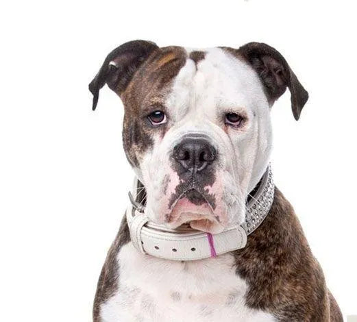 Yourdog Amerikaanse Bulldog - Onlinedierenwereld.nl