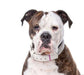Yourdog Amerikaanse Bulldog - Onlinedierenwereld