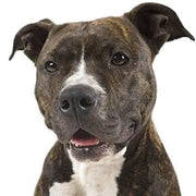 Yourdog Amerikaanse Pitbull Terriër - Onlinedierenwereld.nl
