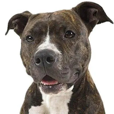 Yourdog Amerikaanse Pitbull Terriër - Onlinedierenwereld.nl