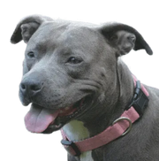 Yourdog Amerikaanse Stafford - Onlinedierenwereld