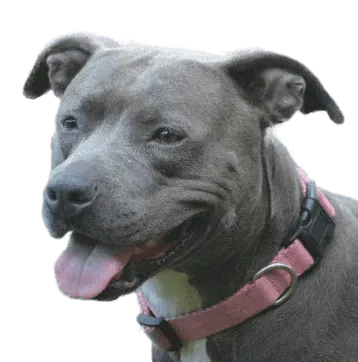 Yourdog Amerikaanse Stafford - Onlinedierenwereld