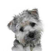 Yourdog Boomer - Onlinedierenwereld.nl