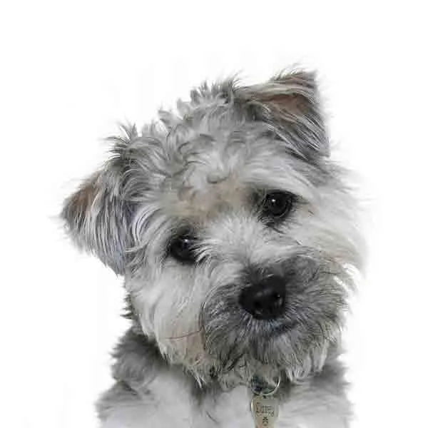 Yourdog Boomer - Onlinedierenwereld.nl