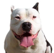 Yourdog Bully XL - Onlinedierenwereld.nl