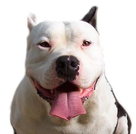 Yourdog Bully XL - Onlinedierenwereld.nl