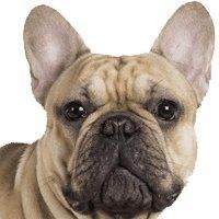 Yourdog Franse Bulldog - Onlinedierenwereld.nl