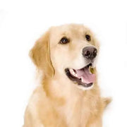 Yourdog Golden Retriever - Onlinedierenwereld.nl