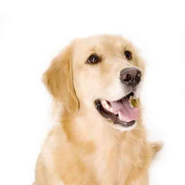 Yourdog Golden Retriever - Onlinedierenwereld