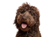 Yourdog Labradoodle - Onlinedierenwereld