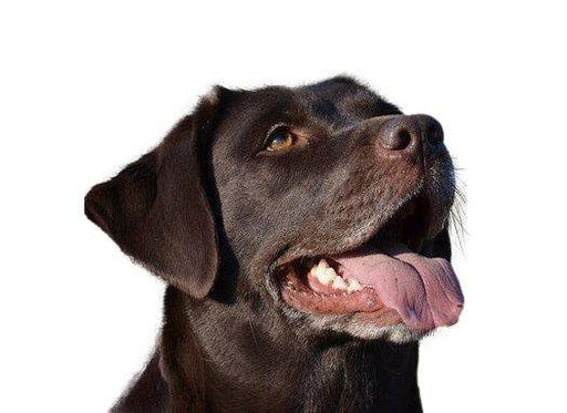 Yourdog Labrador - Onlinedierenwereld.nl