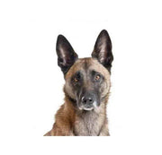 Yourdog Mechelse Herder - Onlinedierenwereld.nl
