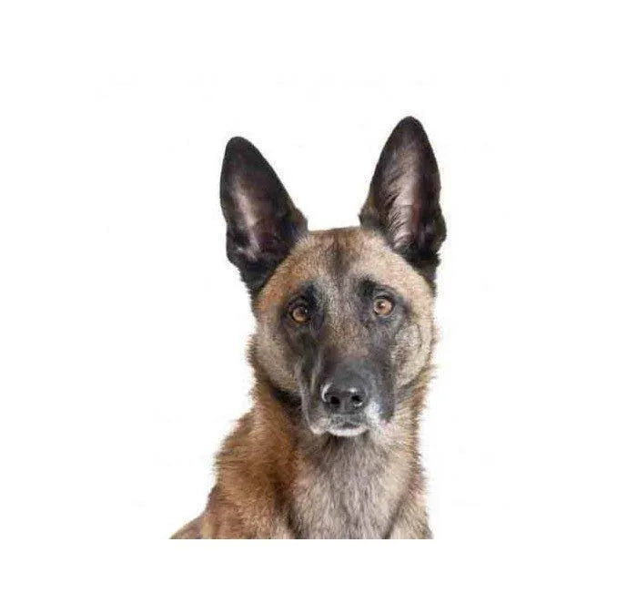 Yourdog Mechelse Herder - Onlinedierenwereld.nl