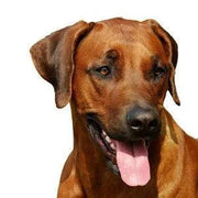Yourdog Rhodesian Ridgeback - Onlinedierenwereld.nl