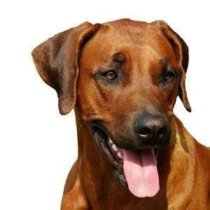 Yourdog Rhodesian Ridgeback - Onlinedierenwereld.nl